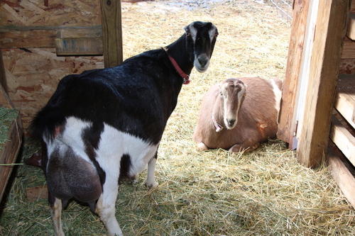 Goatzz: Goat farm located in Shreve, Ohio owned by Dorothy Bauman.