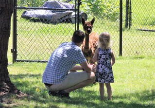 Alpacas love visits from kids!