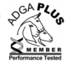 ADGA Plus Member