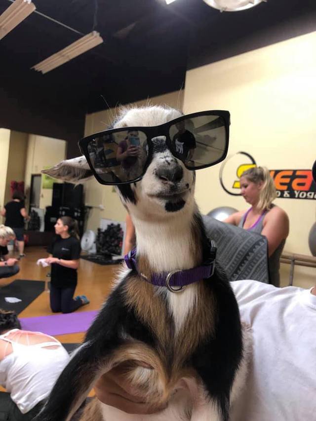 Amy during Goat Yoga