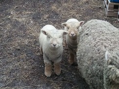 Babydoll Southdown Sheep (NABSSAR registry)