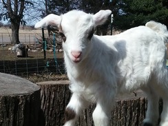 Myotonic Fainting Goats (MGR registry)