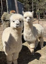 Photo of Two Young Registered White Huacaya Guys! 