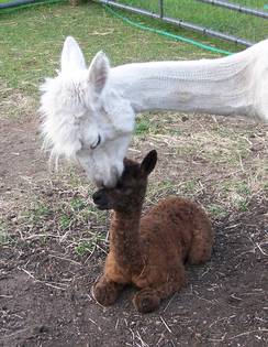 Gemini with her first cria Sonora