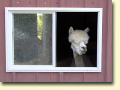 Annie at the Window