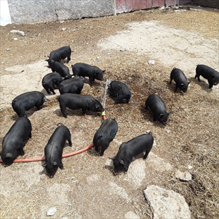 weaned piglets 5/27/21