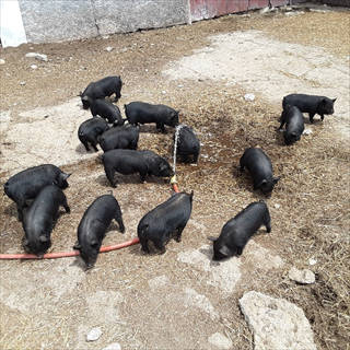 weaned piglets 5/27/21 