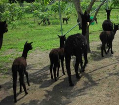 A long line of black alpacas
