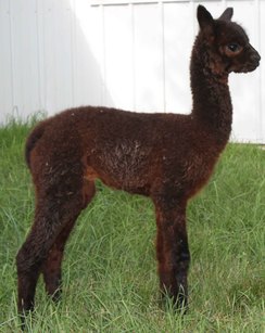 Patagonia planned breeding - Doubled Danko 532 - all around excellence.
