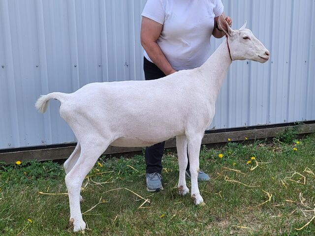 Margin, dry yearling. May 2023. MDGA State Show.