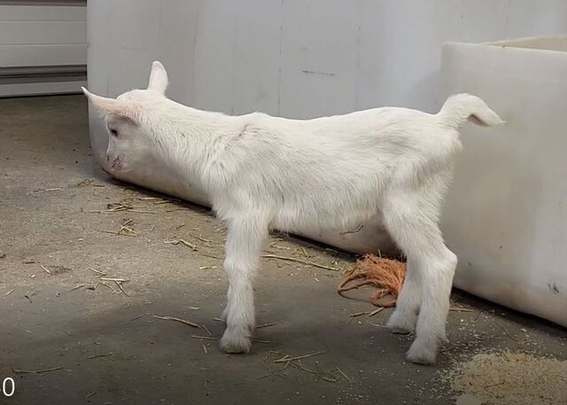 R32 - doe Kid - 2 days old - snippet from video. Photo taken 4/23/23