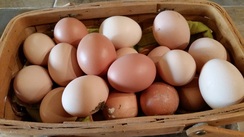 Free Range-Pastured Eggs