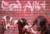 Bad Alibi Dairy Goats - Logo