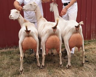© Barn Owl Dairy Goats