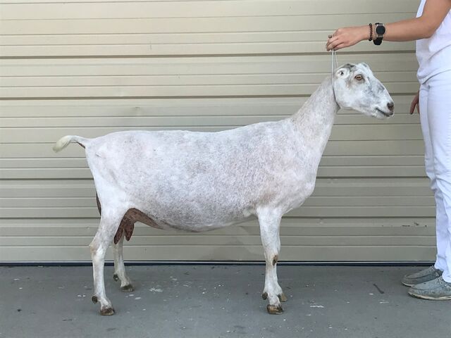 © Doe-Z-Goats - 4 year old, 3rd freshening (pictured June 2021)