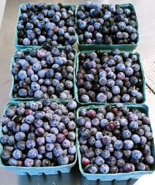 Fresh blueberries!