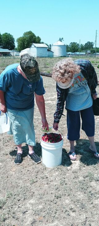 Any size bucket day! These sweet ladies filled a five gallon bucket!