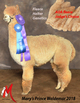 alpaca for sale