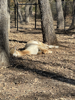 Nothing like a nap in the winter sun!