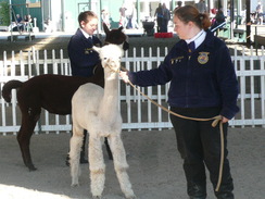 Our FFA kids showing at the Fair