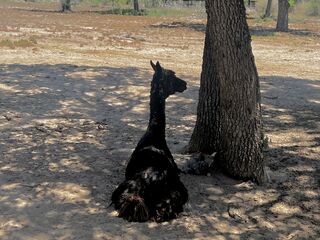 Even the chickens like to hang out with the alpacas!
