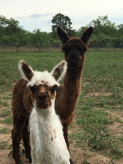 Enzo and Brooke, our newest cria, born this spring