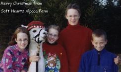 Our first alpaca in 2000