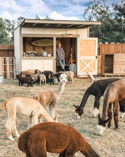 Step into the world of free roaming alpacas at Lavender Bnb Farm in Sonoma, California