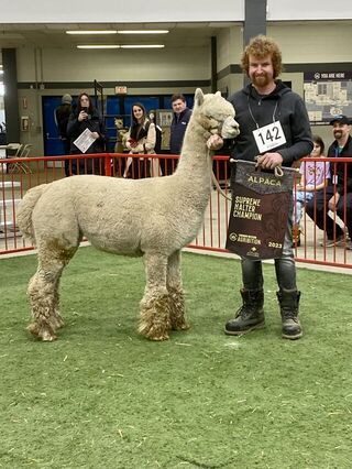 Caley's Ascension Supreme Champion Canadian Western Agribition 2023