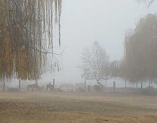 Foggy Fall and winter