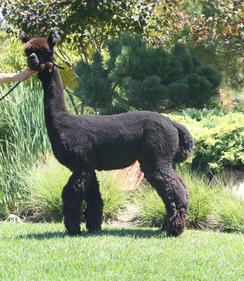 Ranch and Alpaca Photography