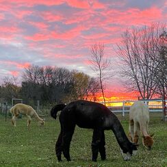 Girls grazing under a pink sunset
