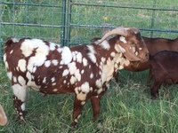 Texas spotted goats - Logo