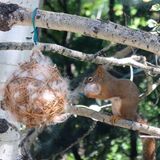 Photo of Alpaca Fiber Nesting Ball 1 oz.