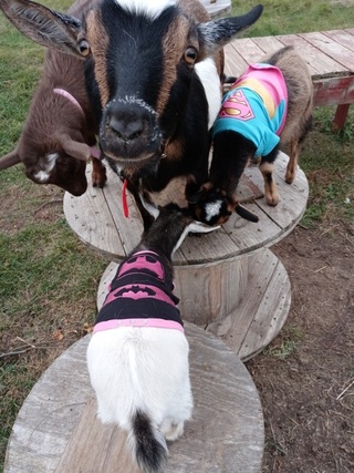 Nigerian Dwarf Goat Farm