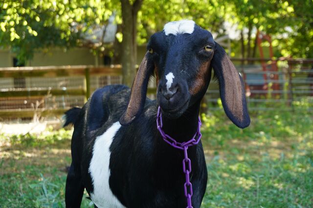 Screaming Goat Farm Snippet - Beauty Photo Credit Satori M.
