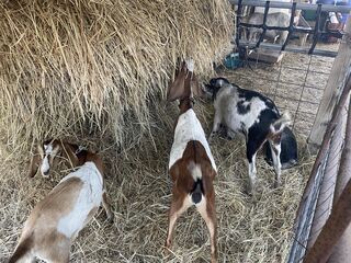 Babka Farm goat approval (1st cutting 2022)