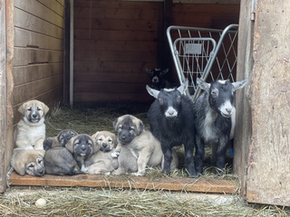 Some of last litter with a few goats 