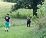 My husband, having a standoff with an escaped calf