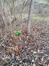 Daffodils beneath black walnut tree