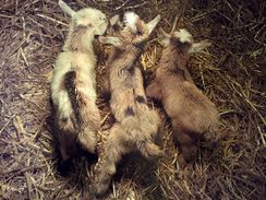 Nigerian Dwarf Goat Triplets with moonspots