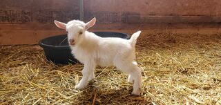 Nigerian Dwarf Goat Buckling For Sale B*
