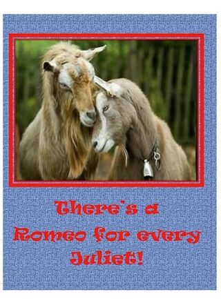 Romeo & Juliet Goat Bound Notebook 