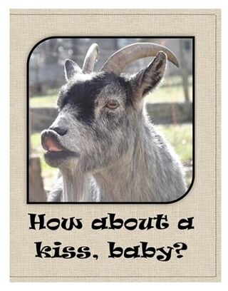 Goat Kisses Bound Notebook