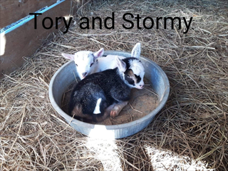 Tory and Stormy born Feb. 21st 2021
