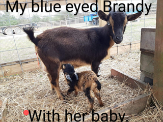 Brandy is our 3 legged goat. With her first baby