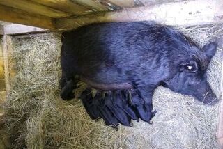 Clover nursing her piglets, registered AGH