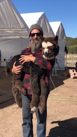 Dave carrying Osirs out of the shearing tent (April, 2022)