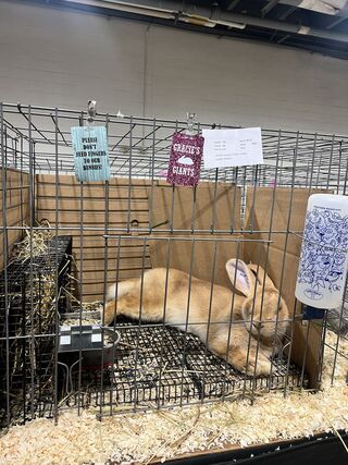 It's a hard life being a show rabbit!