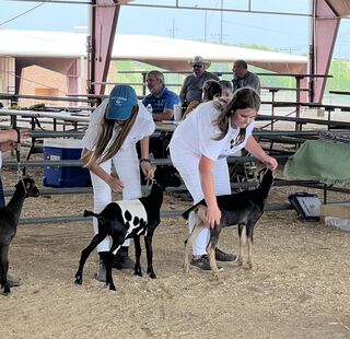 Oreo 2nd behind Lucille in their 1st show! 